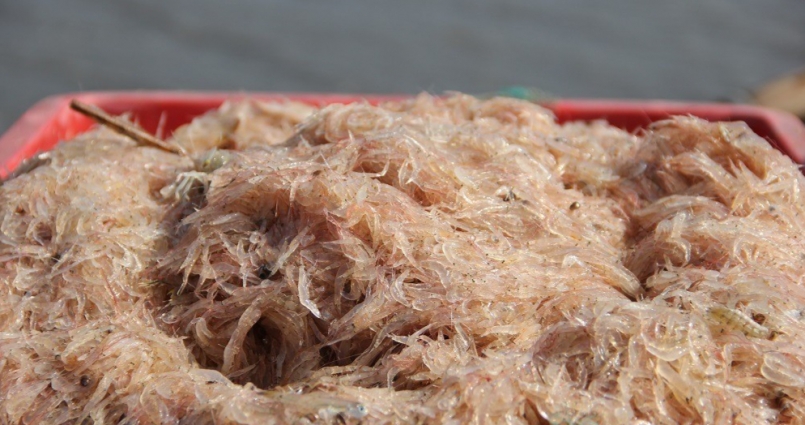 Những khay ruốc tươi rói