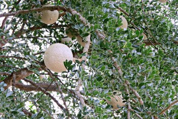 Loại trái cây xấu xí đen xì nhưng ăn sẽ nghiện, quý hơn đông trùng hạ thảo, là đặc sản miền Tây