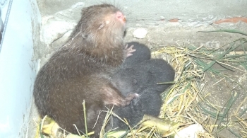 Nuôi con đặc sản chỉ ăn tre, mía mà cứ đẻ sòn sòn mỗi con bán 1 triệu