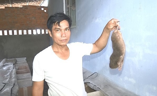 dúi là loài vật rất dễ nuôi, ít bị nhiễm bệnh như các loài vật nuôi khác.