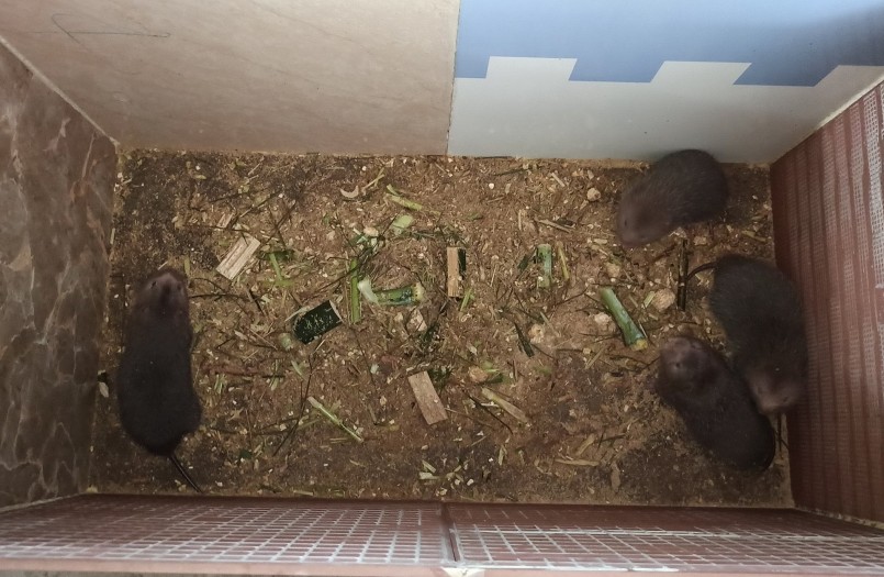 Thức ăn cho dúi như thân tre, mía, cây mì, cỏ voi, bắp trái, khoai lang. 