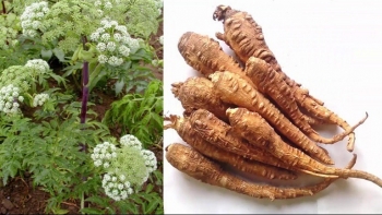 Xuyên khung bạch chỉ, cặp đôi dược liệu có sự kết hợp "ấn tượng" trong Đông y