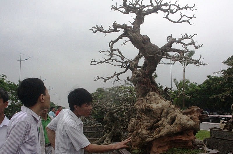 Siêu phẩm bonsai thu hút sự chú ý của mọi người. Siêu phẩm bonsai thu hút sự chú ý của mọi người.