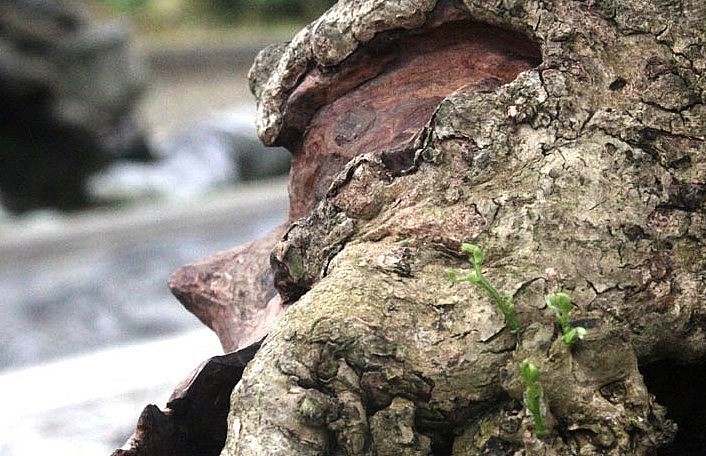 Gốc bonsai khô bỗng xuất hiện những mầm xanh. Gốc bonsai khô bỗng xuất hiện những mầm xanh.