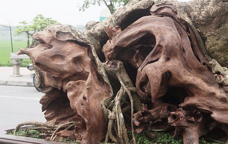 Phần gốc của siêu phẩm bonsai được tạo tác kỳ công. Phần gốc của siêu phẩm bonsai được tạo tác kỳ công.