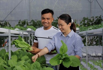Bỏ phố về quê trồng rau công nghệ cao, bất ngờ có thu nhập 30 triệu mỗi tháng