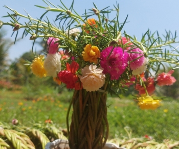 Hoa dại mọc hàng rào nay được "hô biến" thành bonsai đẹp mê mẩn, người trồng thu về hàng trăm triệu đồng