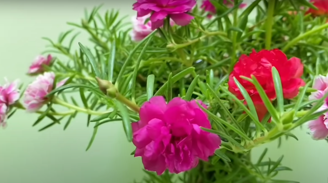 Hoa mười giờ có màu cực đẹp Hoa mười giờ có màu cực đẹp