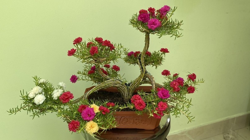 Bonsai dáng rồng ra hoa sau 3 tháng Bonsai dáng rồng ra hoa sau 3 tháng