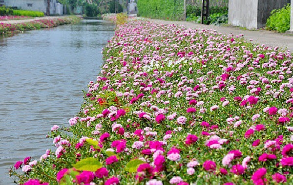 Hoa mười giờ thường được trồng dại mọc hàng rào Hoa mười giờ thường được trồng dại mọc hàng rào