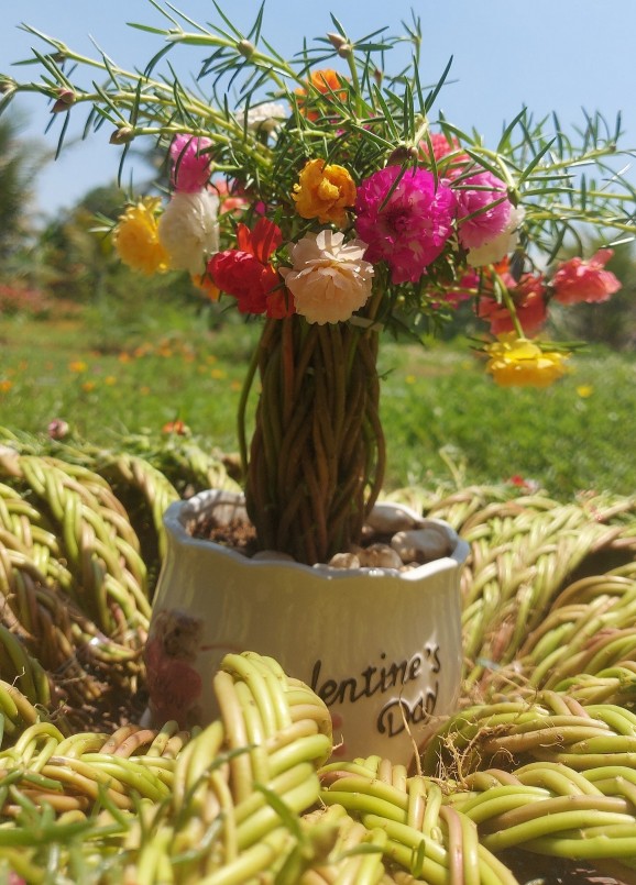 Bonsai dạng tết tóc đắt khách Bonsai dạng tết tóc đắt khách