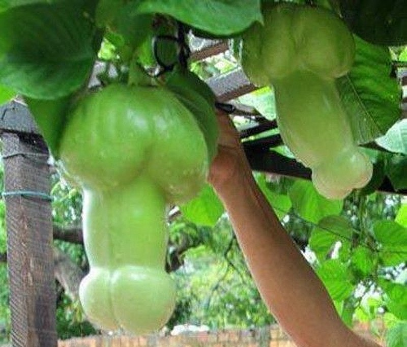 Chủ nhân của những quả lạc tiên độc lạ này cũng kiếm bộn tiền từ những người hiếu kỳ. 