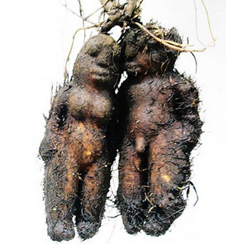 Hai củ hà thủ ô được tìm thấy ở Trung Quốc với hình dạng giống y một hình người. Ảnh: Xinhua