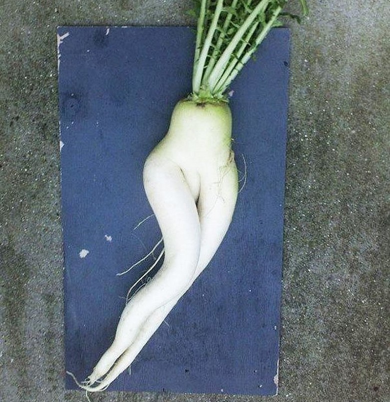 Củ cải trắng khoe chân dài miên man như hot girl. Ảnh: Printest