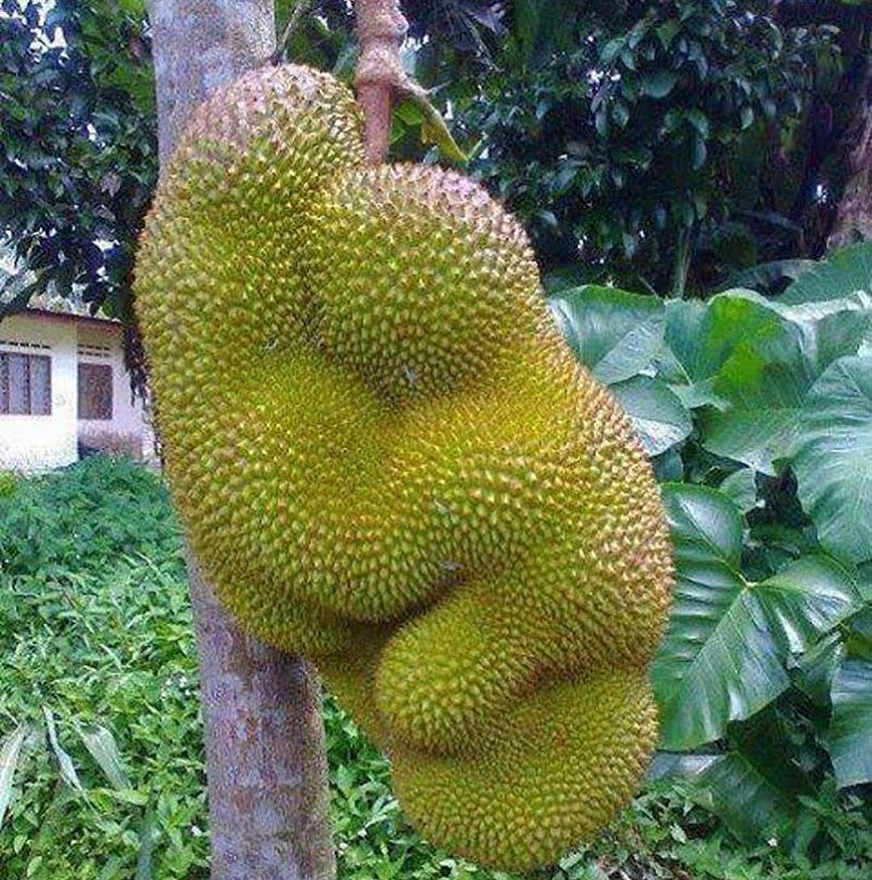 Trái mít sinh đôi trên một cây. Ảnh: Getty