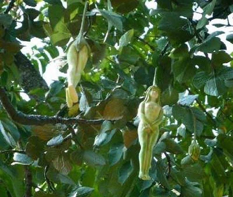 Quả Petchaboon ở Thái Lan có hình dáng giống người phụ nữ khỏa thân nhưng ăn rất ngon. Ảnh: Getty