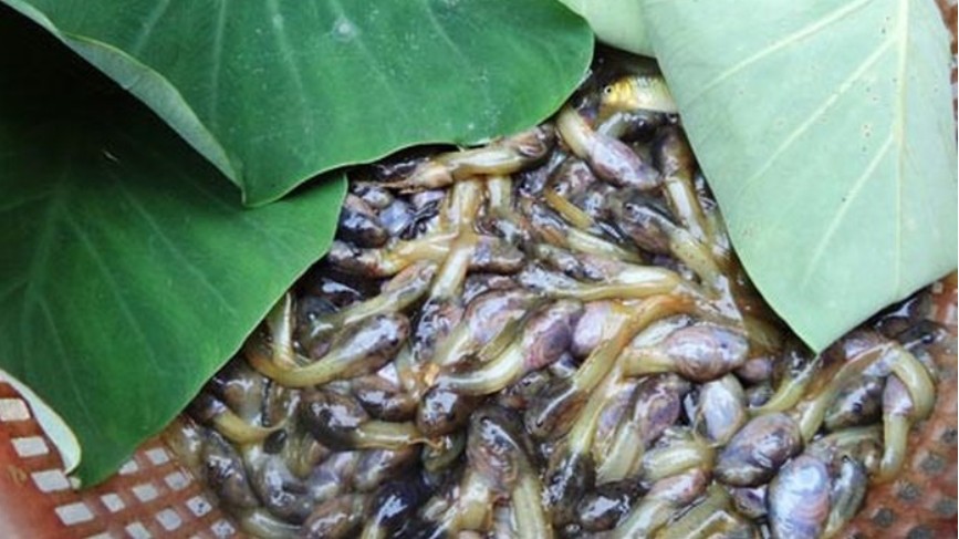 Đặc sản nòng nọc om măng, “vừa ăn vừa run” chỉ có ở Thanh Hóa