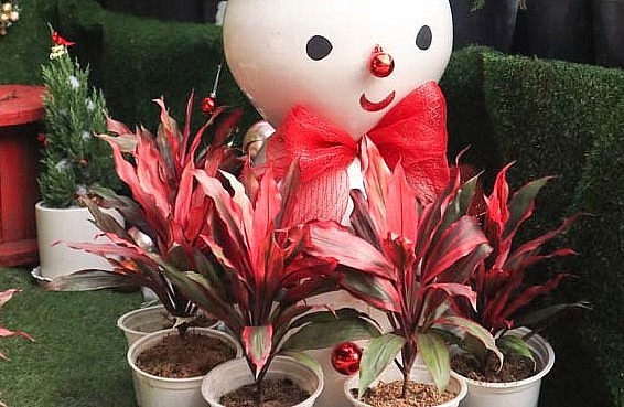 Cây phát tài đỏ dễ trồng cũng không cần chăm sóc cầu kỳ.