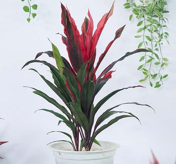 Cây phát tài đỏ