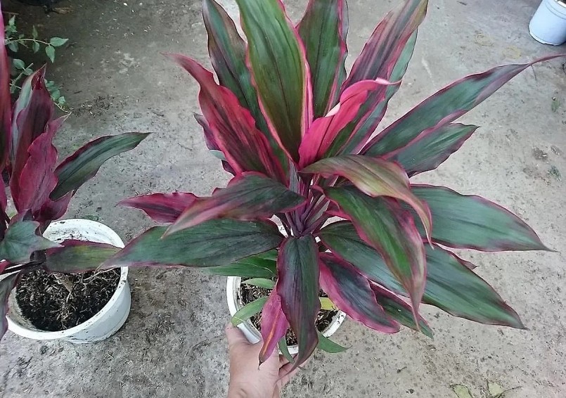 Phát tài đỏ không chỉ có màu sắc bắt mắt mà nó còn có rất nhiều công dụng. 