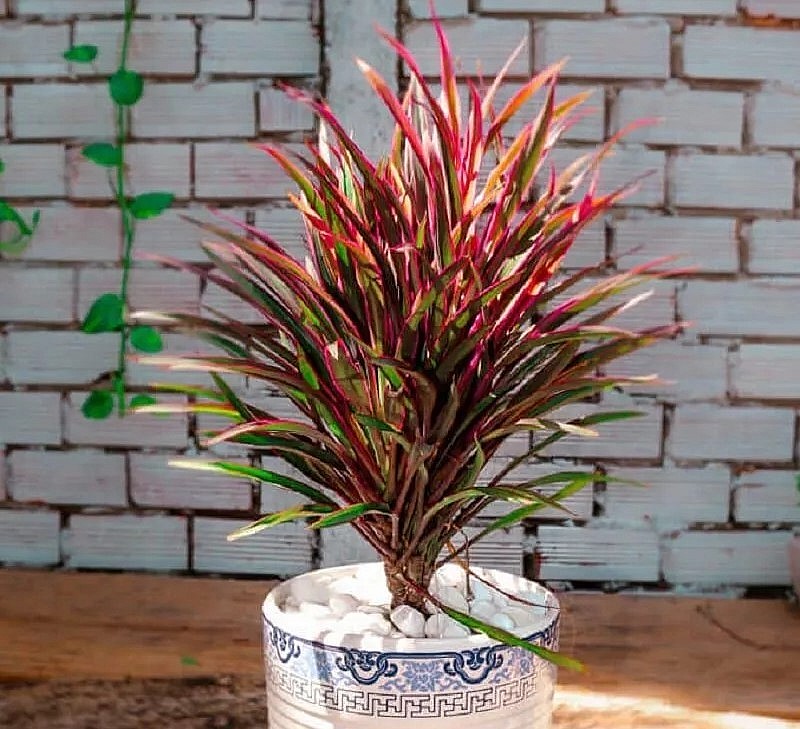 Gia đình muốn bình yên và hạnh phúc thì rất nên trồng cây cảnh phát tài đỏ.