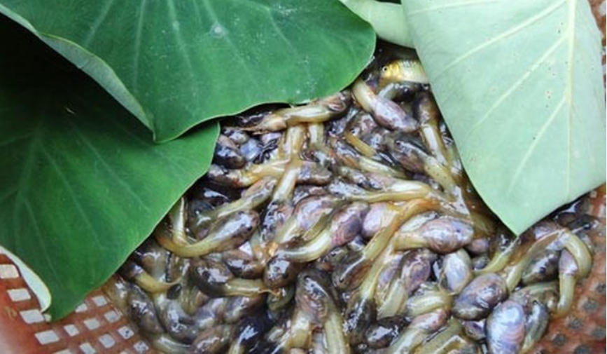 Nòng nọc được người dân bắt ở suối