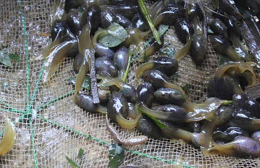 Những con nòng nọc béo, tròn được dùng để chế biến món ăn