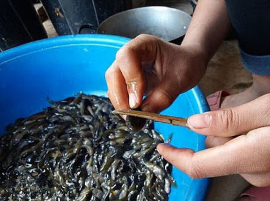 Những con nòng nọc béo, tròn được dùng để chế biến món ăn