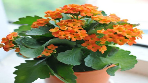 Dùng 3 thứ này trộn vào đất, đất cũ sẽ thành đất mới, trồng hoa nào cũng tươi tốt