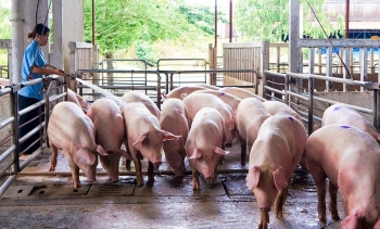 Giá heo hơi hôm nay (04/2) chững lại ở mức cao nhất 54.000 đồng/kg, chưa kỳ vọng vào thị trường xuất khẩu