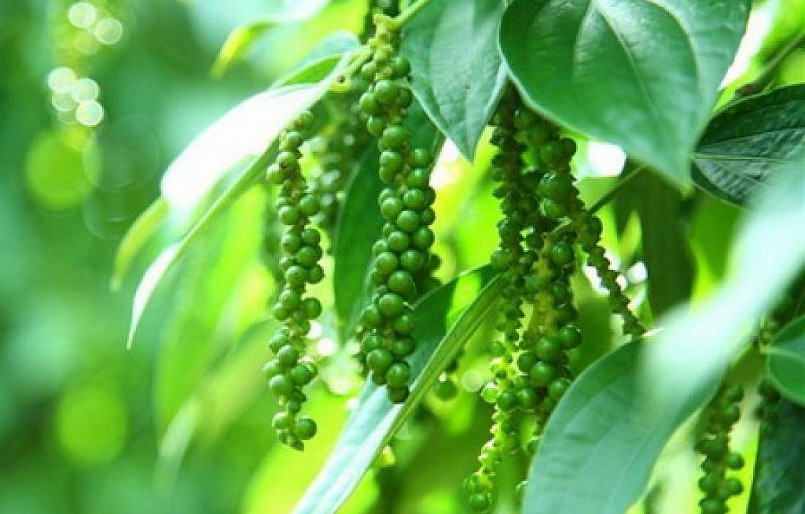 Giá nông sản hôm nay (04/2) giá tiêu suy giảm trong khi năng suất tiêu vụ mới sụt giảm sản lượng so với năm trước.