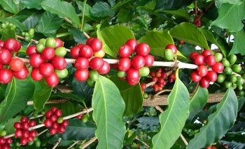 Giá nông sản hôm nay (04/2): Giá cà phê giảm đồng loạt, giá tiêu mất đà tăng năng suất giảm sâu trong vụ mới