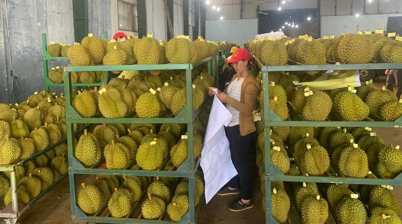 Trái sầu riêng Việt Nam đang có nhiều lợi thế tại thị trường Trung Quốc. Trái sầu riêng Việt Nam đang có nhiều lợi thế tại thị trường Trung Quốc.