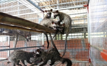 Nuôi con đặc sản bị săn bắt ráo riết, năm đầu đã lãi 300 triệu đồng