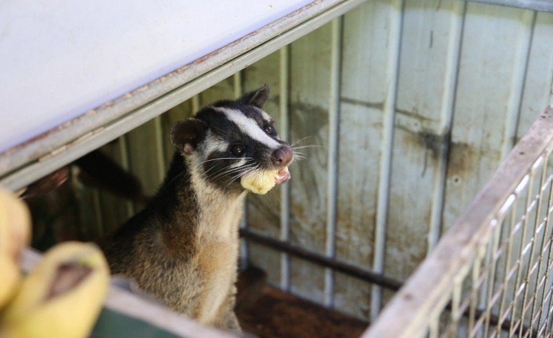 Chồn hương, chồn mốc được thuần hóa nên không còn nhút nhát.