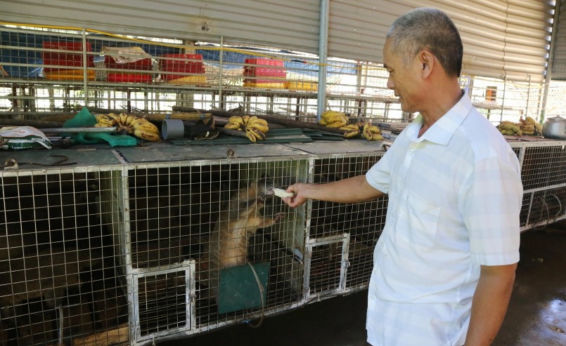 Thức ăn chính của chồn hương, chồn mốc là chuối và cá.