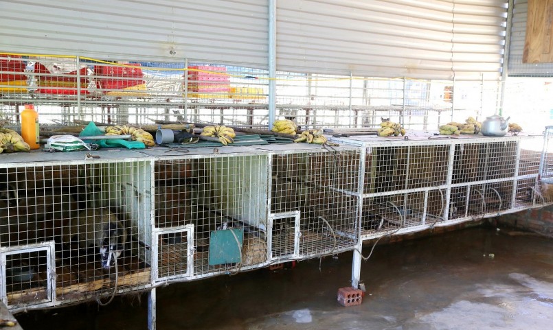 Hệ thống chuồng nuôi chồn hương, chồn mốc khá đơn giản nhưng phải đảm bảo sạch sẽ, không ẩm thấp.