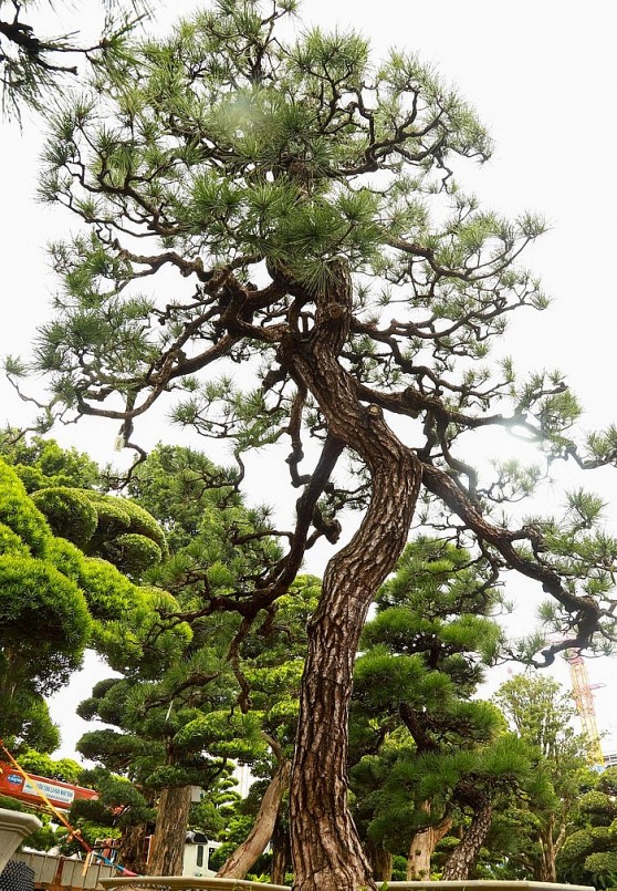 Ngoài tùng la hán, trong vườn của ông Lành còn nhiều loài khác như phong lá đỏ, thông nữ hoàng, tùng cối… đều là giống cây độc đáo, hiếm gặp ở Việt Nam. 