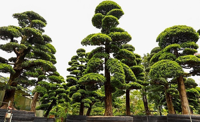 Nhiều người nói ông là “vua” tùng nhưng ông Lành chỉ khiêm nhường nhận là người say mê và hiểu biết thấu đáo giá trị cũng như dáng thế của loài cây này.