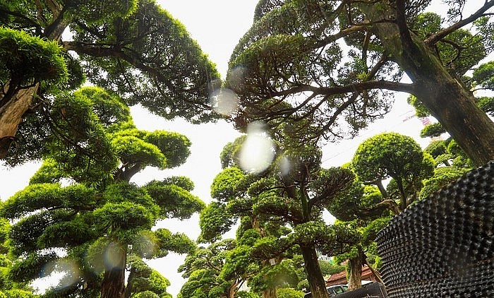 ông Lành luôn dành tình cảm đặc biệt với tùng la hán của Nhật Bản cũng như Việt Nam. Theo ông Lành, cây tùng la hán được ví như bậc chính nhân quân tử, thể hiện khí phách hiên ngang và trường tồn sinh khí.