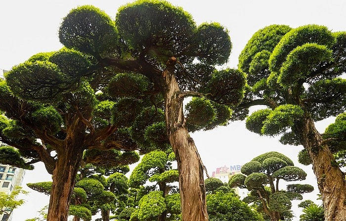 Mỗi tạo tác nghệ thuật cây cảnh nói chung, tùng la hán nói riêng đều mang theo tâm huyết của người nghệ nhân trong đó. Bởi vậy mỗi dáng thế của cây đều có một vẻ đẹp riêng nhưng theo ông Lành, để đánh giá một cây tùng thực sự đẹp thì nó phải hội đủ được 4 yếu tố: Cổ - Kỳ - Mỹ - Văn.