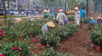 Công viên Thống Nhất rực rỡ bởi 10.000 cây hoa hồng thay rào bê tông