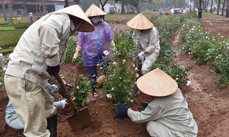 Sau khi hoa hồng được trồng phía trước sẽ trồng kết hợp thảm cỏ xanh tạo nên một không gian mở đẹp kết nối với phố đi bộ Trần Nhân Tông.