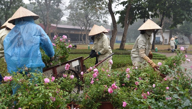 Từ sáng ngày 3/2, hàng chục công nhân Công viên Thống Nhất tham gia trồng hoa hồng tại không gian mở công viên trên đường Trần Nhân Tông.
