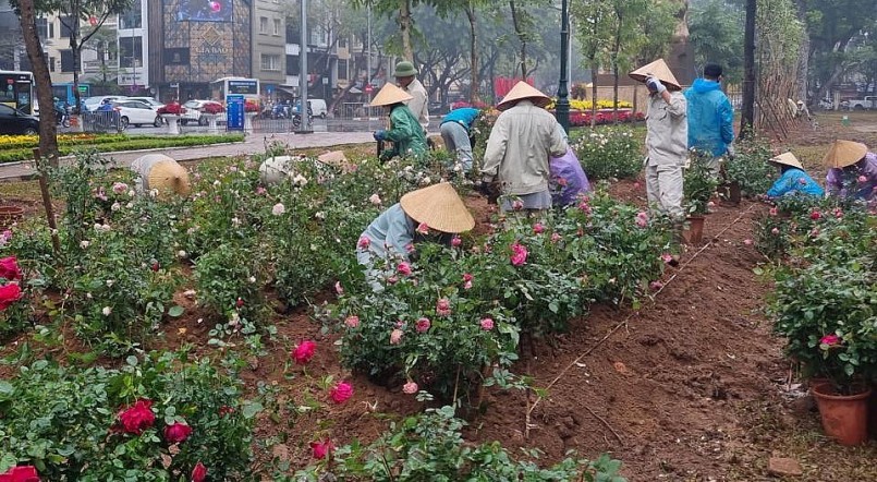 TP. Hà Nội thực hiện trồng 10.000 cây hoa hồng tại Công viên Thống Nhất thay hàng rào trụ bê tông.