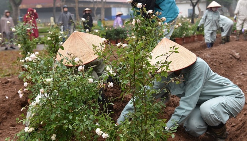 Những cây hồng giống tốt được lựa chọn.