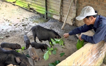 Người đầu tiên ở “thủ phủ” vàng đi nuôi heo, bị gọi là khùng giờ có trong tay tiền tỷ