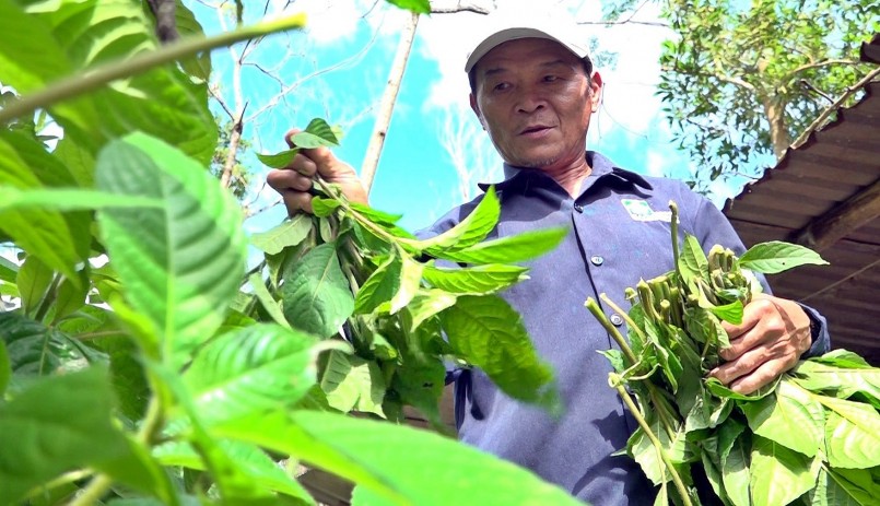 Những ngày đầu, ông Phi tự mày mò tìm loại thức ăn, cách phòng bệnh cho heo rừng. Ảnh: H.Đ