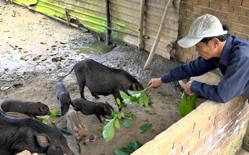 Nông dân Phan Như Phi - người nuôi thành công heo rừng đầu tiên ở đất thủ phủ vàng xứ Quảng. Ảnh: H.Đ