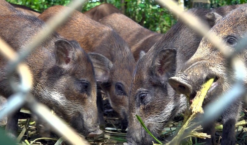 Heo rừng được nuôi theo mô hình bán hoang dã trên vườn đồi. Ảnh: H.Đ